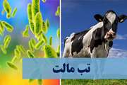 هشدار اداره کل دامپزشکی جنوب استان کرمان در برابر شیوع بیماری تب مالت